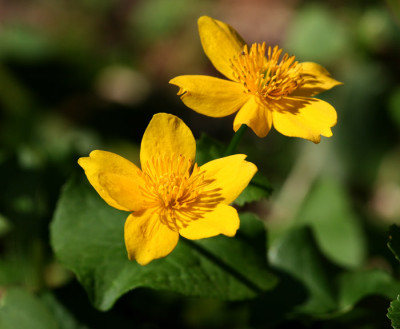 Sumpfdotterblume-2.jpg