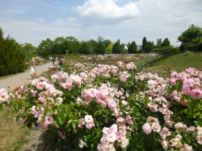 161.JPG