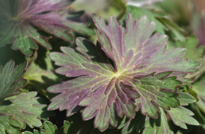 Geranium-wlasslovianum-1-c.jpg