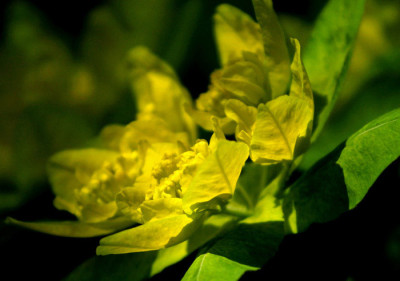 Euphorbia-polychroma-1-b.jpg