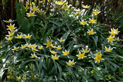 T_tarda130407.jpg