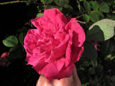 parfumdelhay18.img.JPG