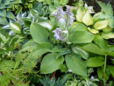 2018-06-19 Hosta 'Chiemsee Angel'.jpg
