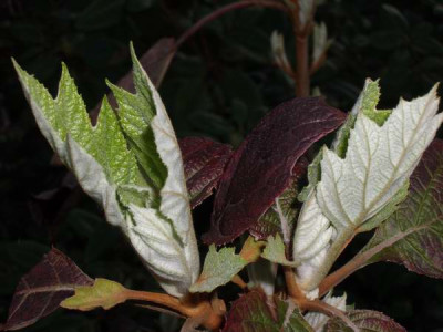 Hydrangea_quercifolia_Brido_Snow_Flake.JPG