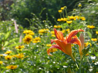 2018-06-19 Gartenimpressionen 2.jpg