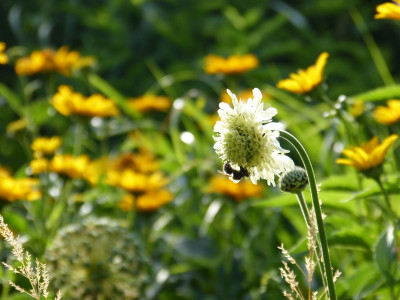 2018-06-19 Gartenimpressionen 3.jpg
