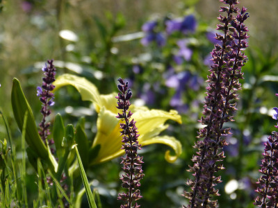 2018-06-19 Gartenimpressionen 7.jpg