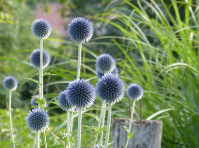 2018-06-19 Gartenimpressionen 9.jpg