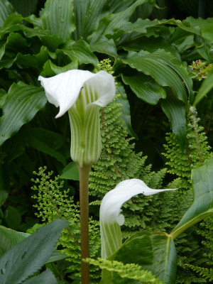 2018-06-19 Arisaema candidissimum 1.jpg