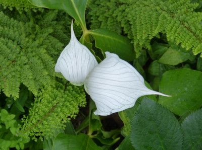 2018-06-19 Arisaema candidissimum 2.jpg