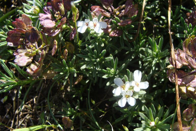 Aethionema o äProvence.jpg