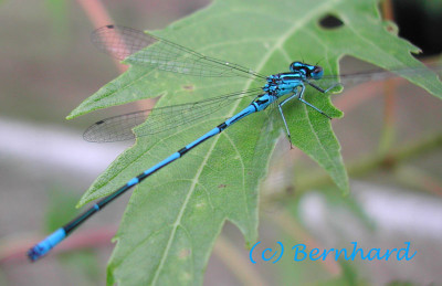libelle_blau_schwarz.jpg