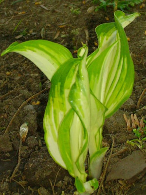 hosta07.jpg