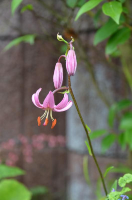 Lilium_martagon.18-2.jpg