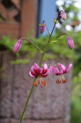 Lilium_martagon.18-1.jpg
