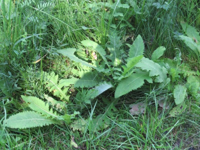 distel.JPG