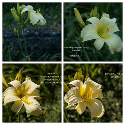 IMG_2748-3-COLLAGE.jpg
