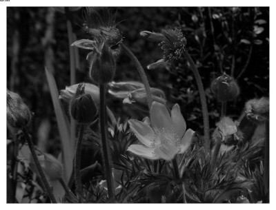 Pulsatilla_sw.jpg
