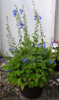 Salvia paten Blue Ensigns014.jpg