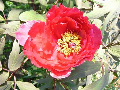 Paeony.jpg
