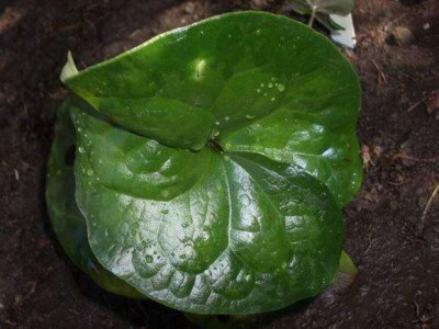 Asarum_maximum.JPG
