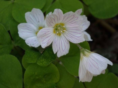 Oxalis_acetosella.JPG