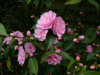 Blute-Spring-F..jpg