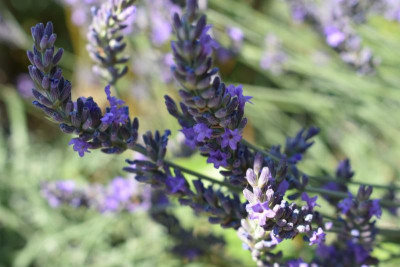 Lavendel 001.JPG