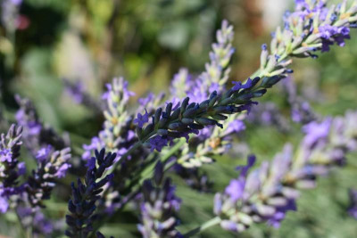 Lavendel 002.JPG