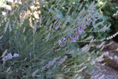 Lavendel 003.JPG