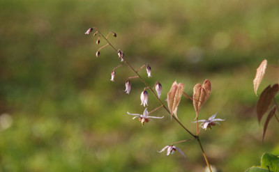 epimedium_namenlos.jpg