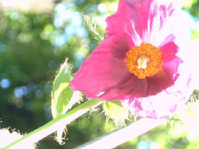 Mohn123.JPG