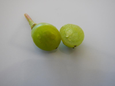 DSCN7514.JPG