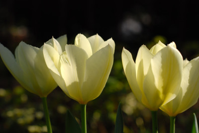 weisser-Kaiser-Apr07.jpg