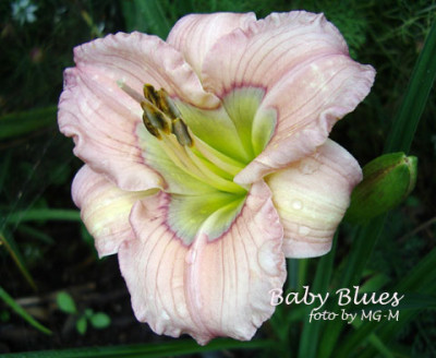 Imgp5813BabBlu.jpg