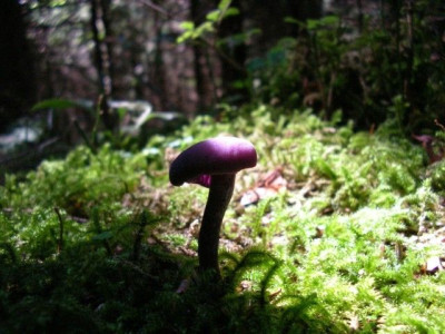 Lilaner_Pilz.jpg