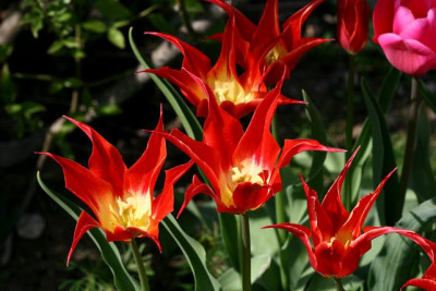 T_ro130407.jpg
