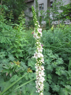 Verbascum nigrum 'Album'_6799.jpg