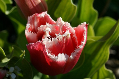 T_Crisparot130407.jpg