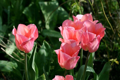 T_menton130407.jpg