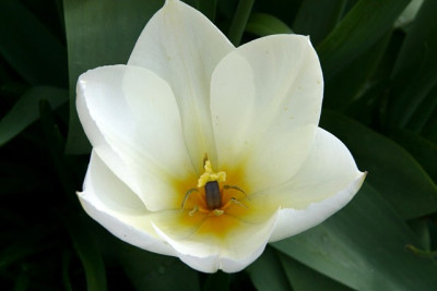 T_Purissima070407.jpg