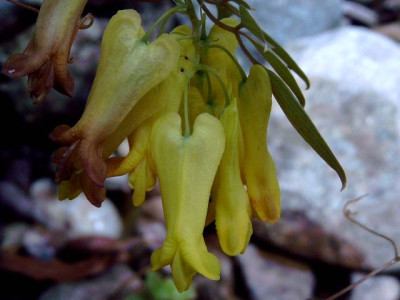 dicentra_scandens_wg.jpg