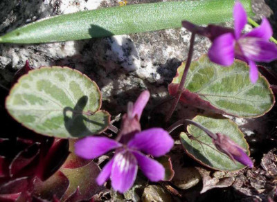 viola_variegata_2007-04-14.JPG