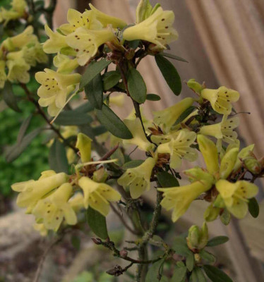 Rhododendron_sulfureum_x_flavidum__Yellow_Hammer_2007-04-14.JPG