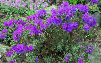 Rhododendron_impeditum_x_St.Tudy___St.Merryn_2007-04-14.JPG
