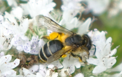 biene2.jpg