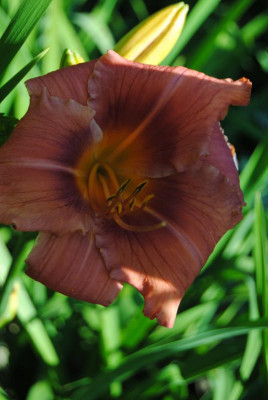 DSC_0447.JPG