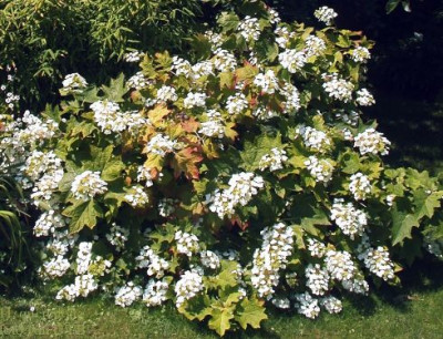 H._quercifolia_4.jpg