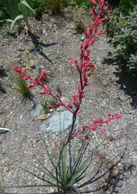 Hesperaloe_parv_210618.jpg
