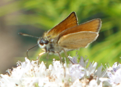schmetterling.jpg